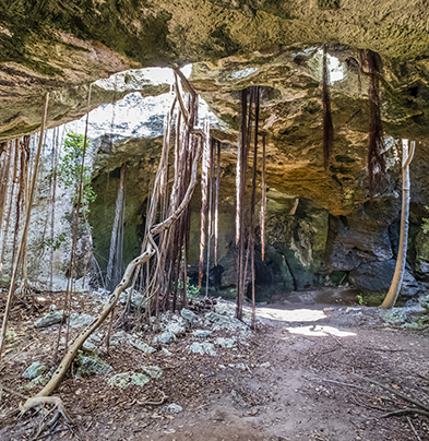 a cave with trees and roots