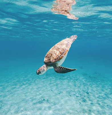 a turtle swimming in the water