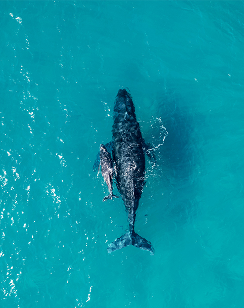 a whale and baby in the water