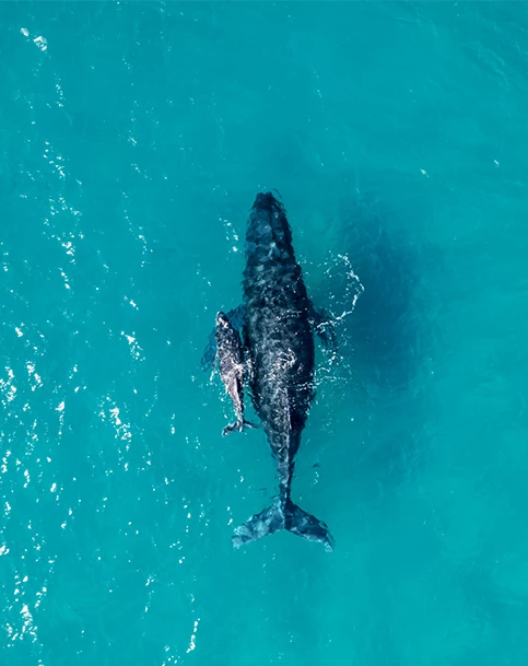 a whale and baby in the water