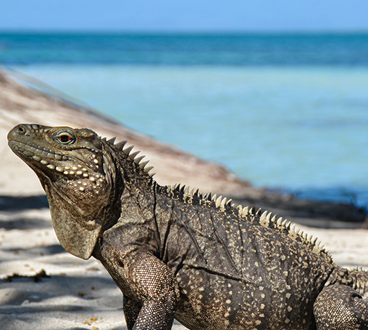a lizard on a beach
