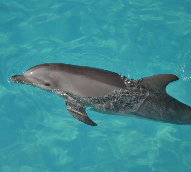 a dolphin swimming in blue water