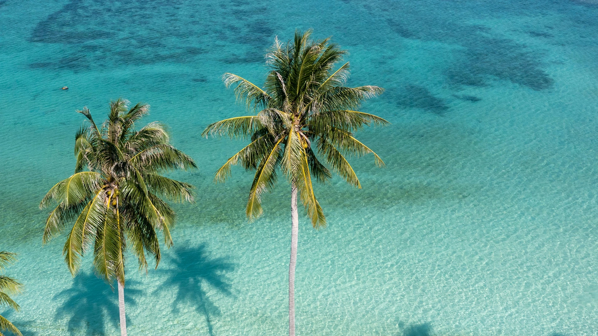 palm trees in the water