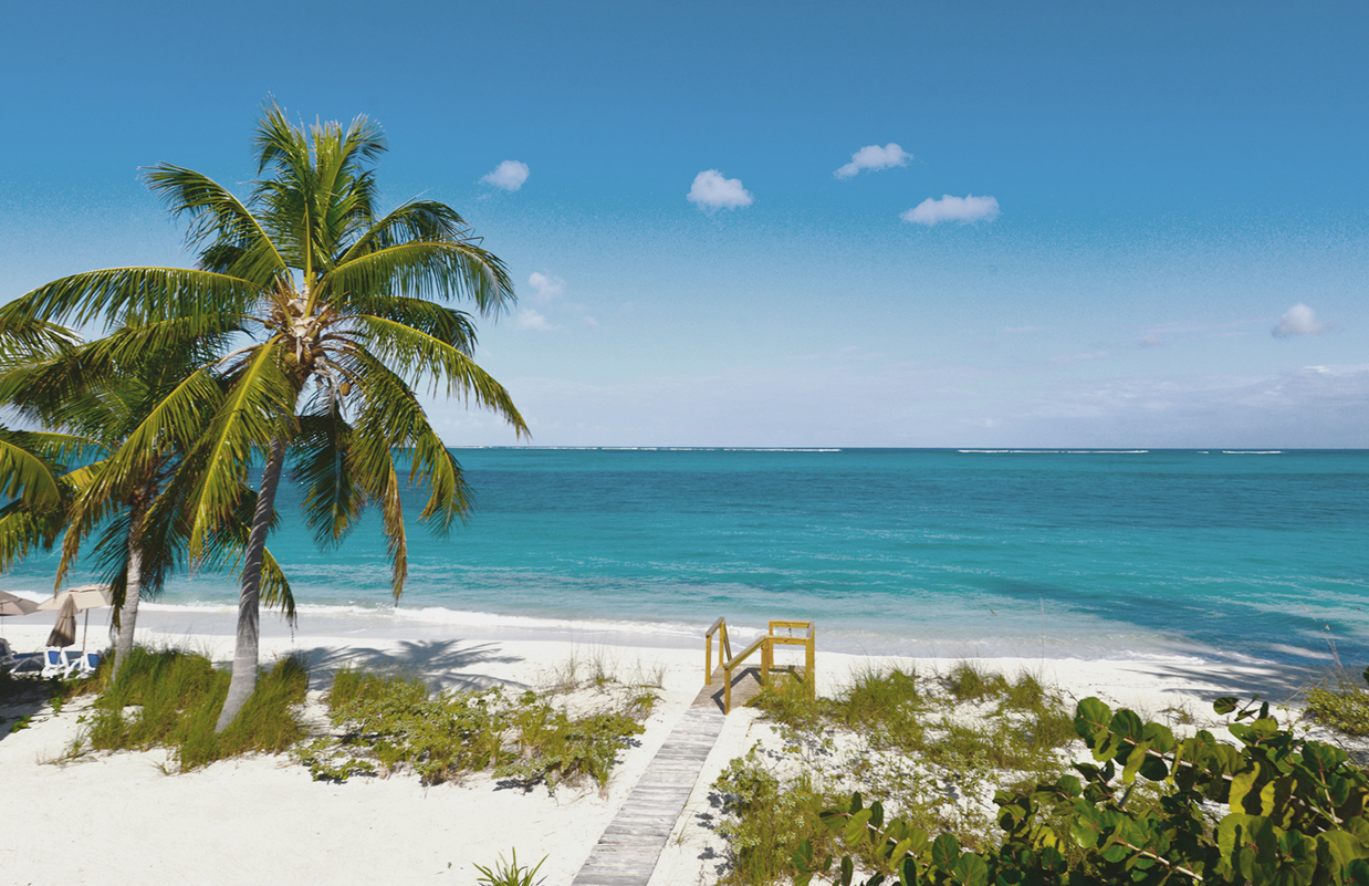 a beach with palm trees and a wooden walkway