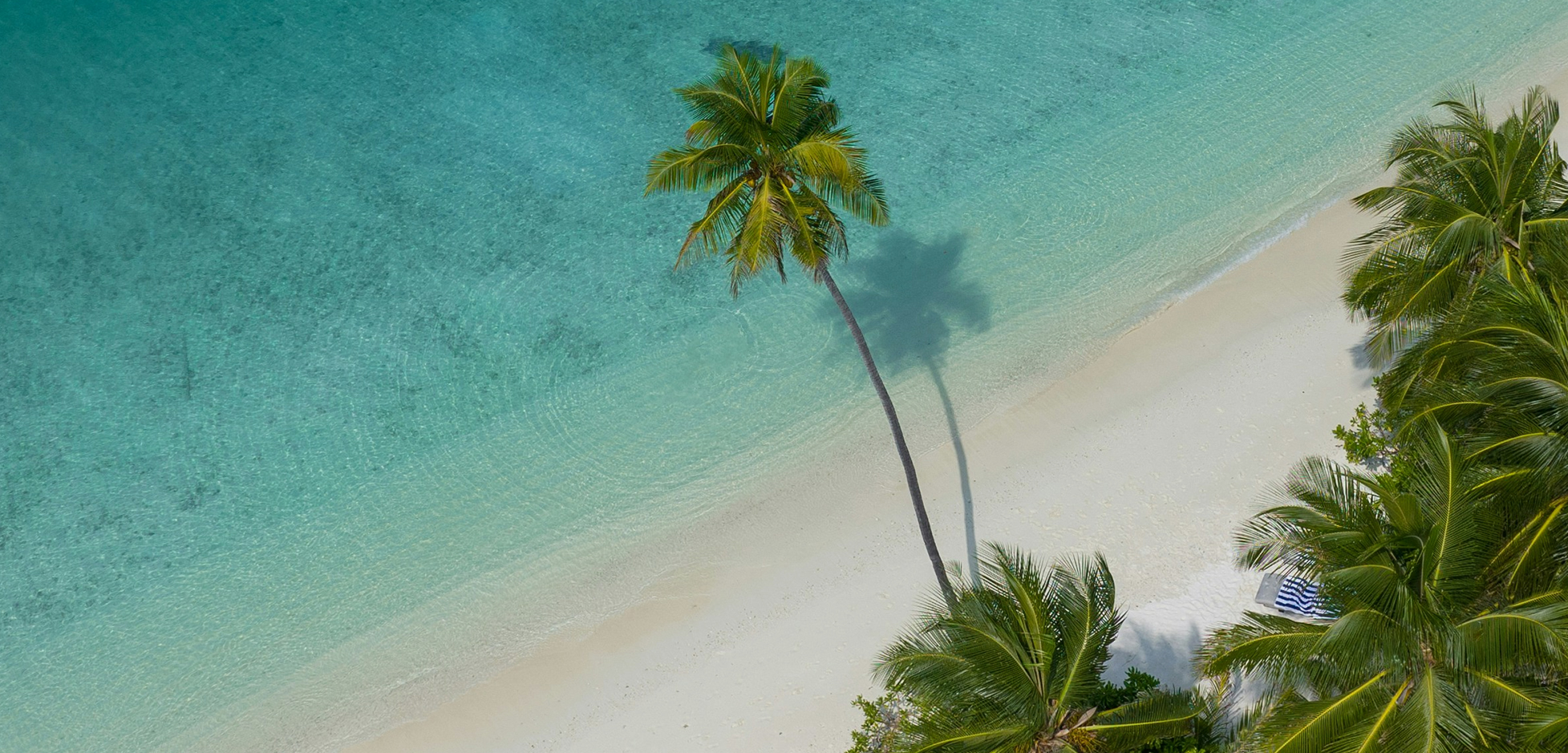 a palm trees on a beach