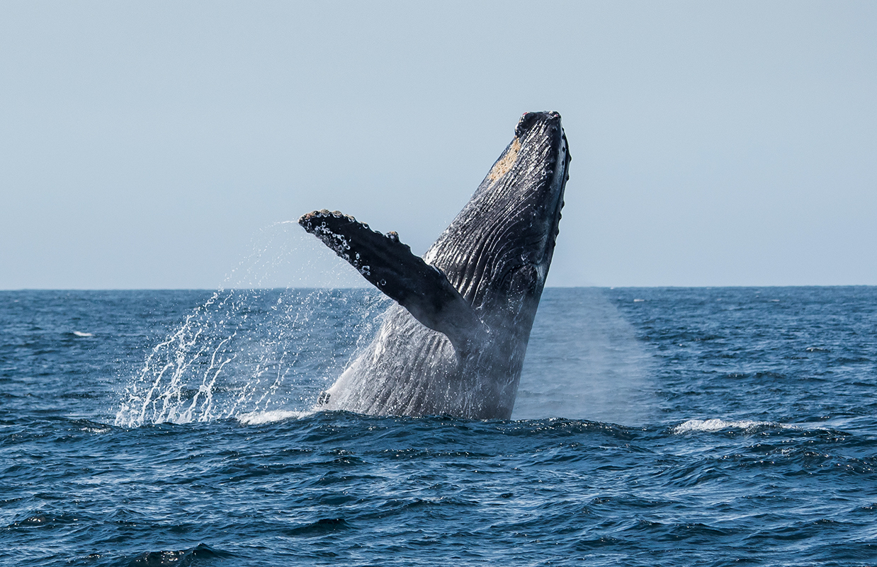 a whale jumping out of the water