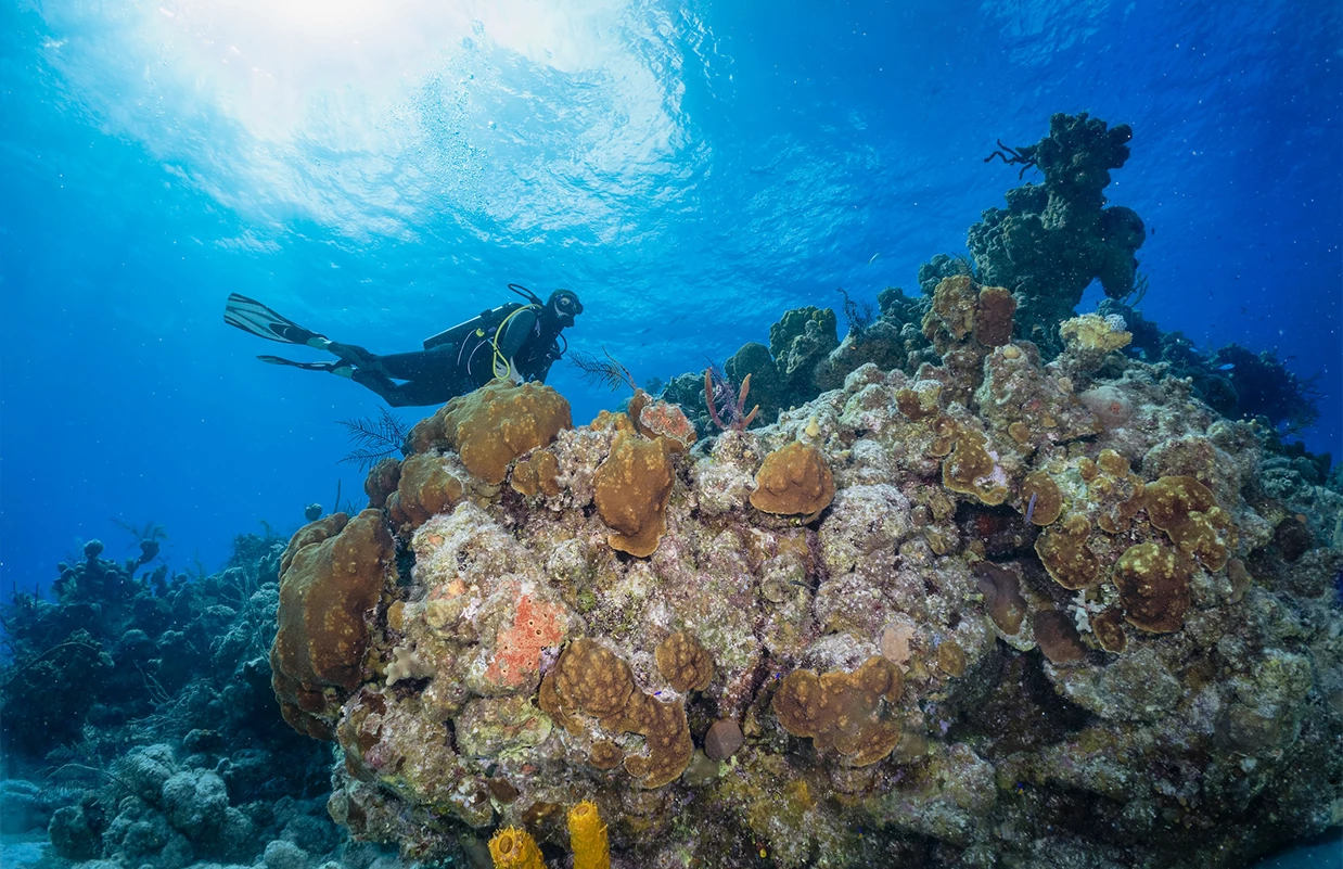 a scuba diver swimming near coral