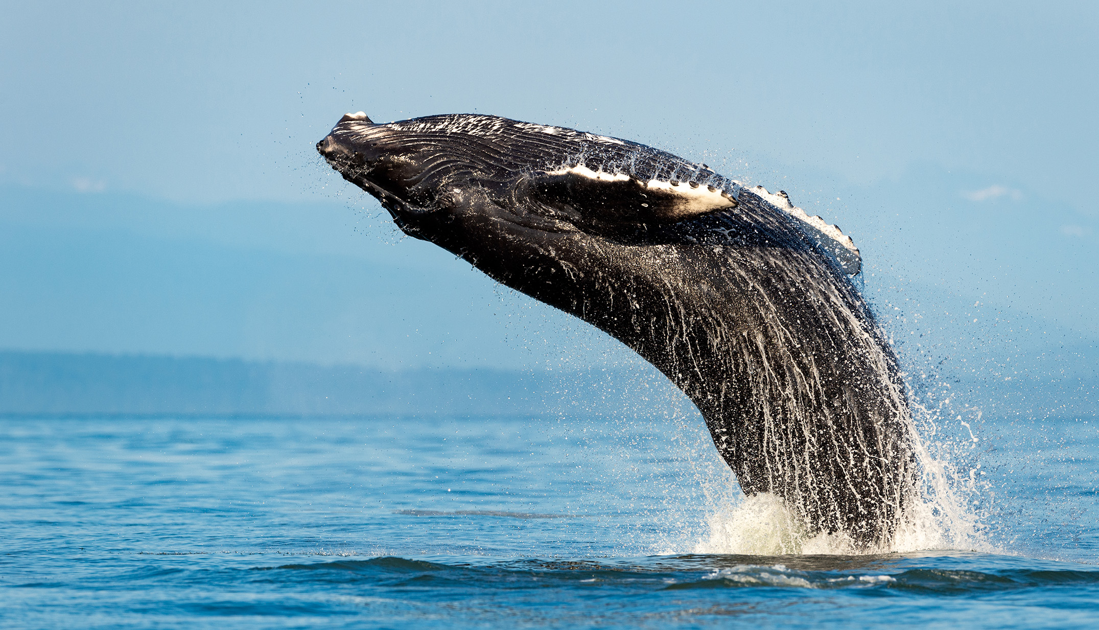 a whale jumping out of the water