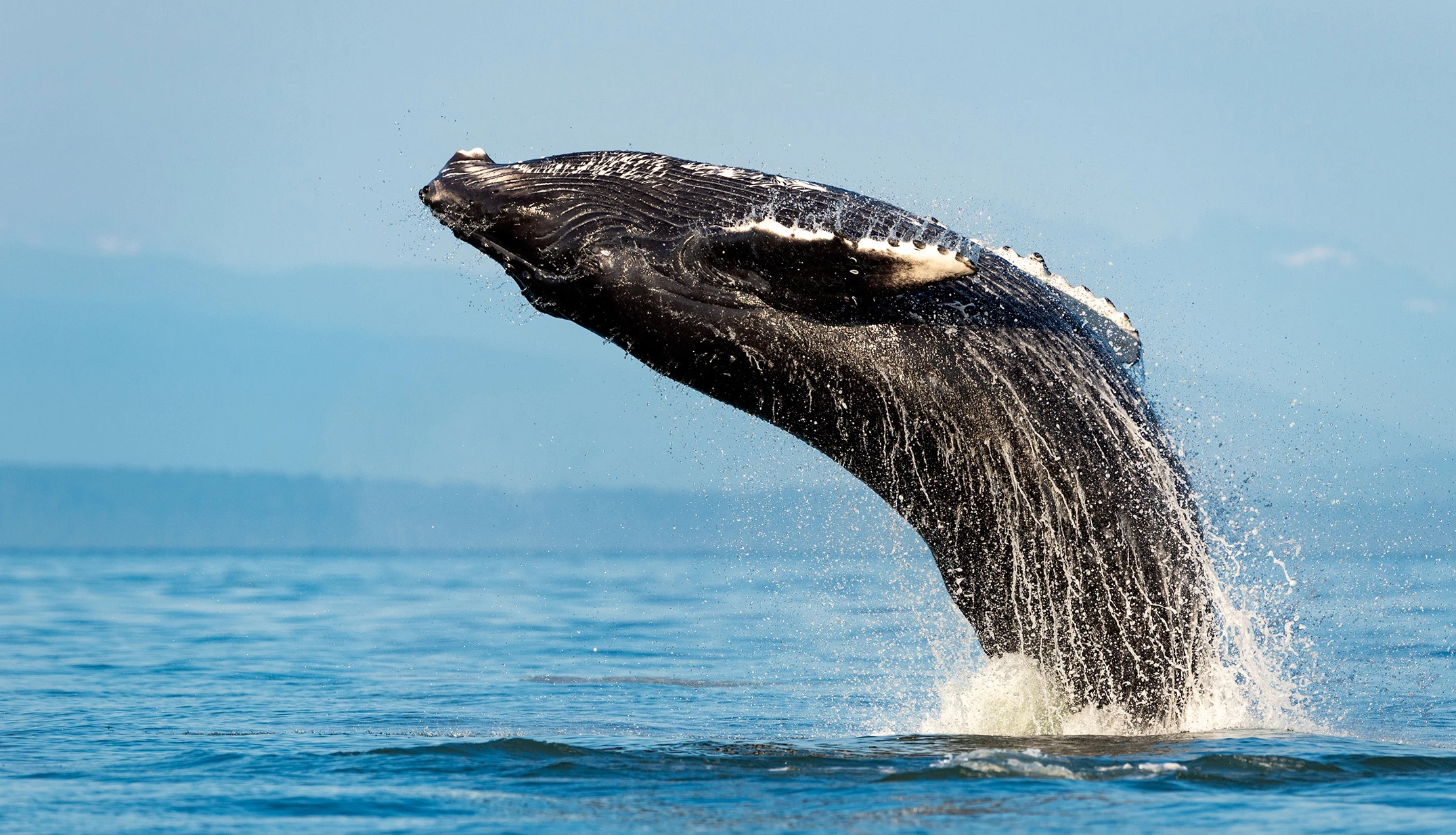 a whale jumping out of the water