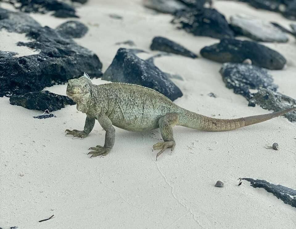 a lizard on the sand