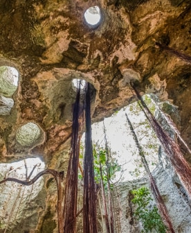 a cave with trees and plants