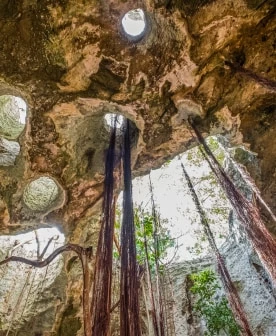 a cave with trees and plants