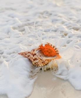 a sea shell on the beach