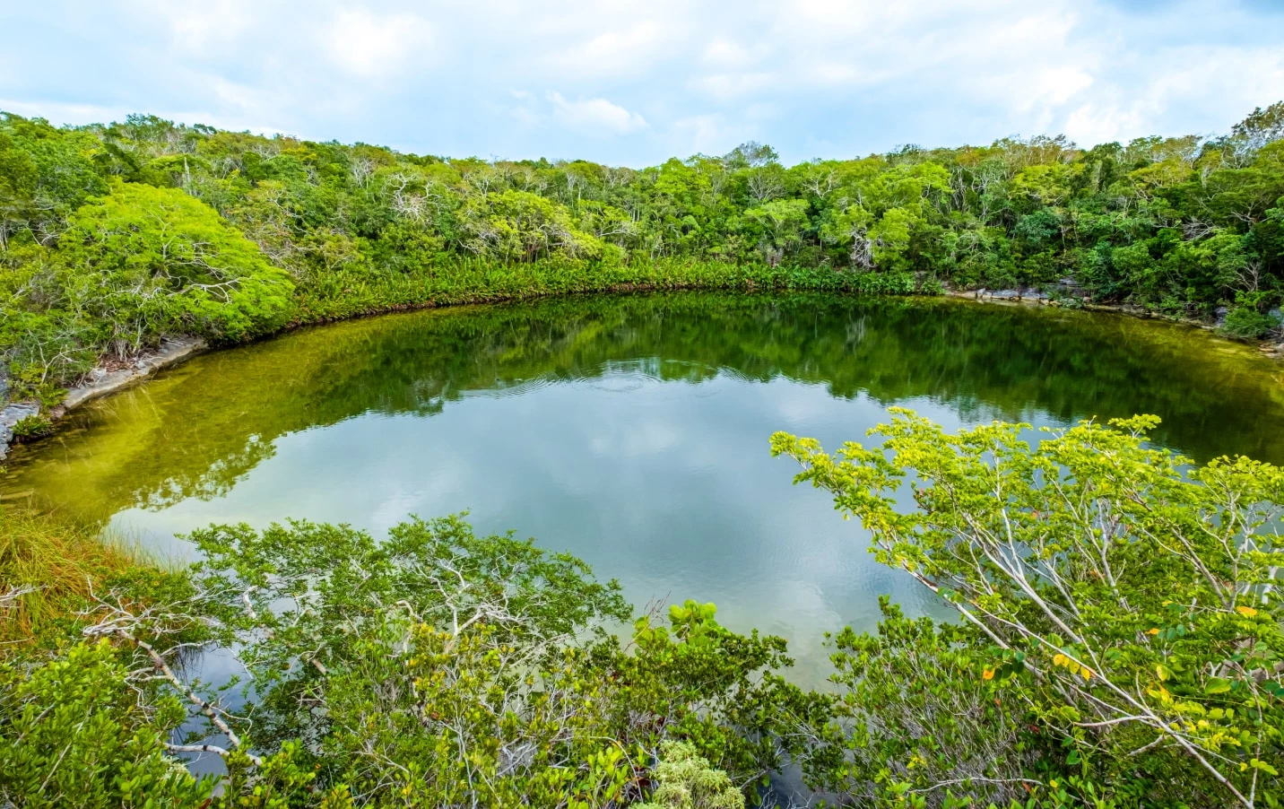 a pond surrounded by trees