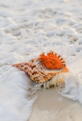 a sea shell on the beach
