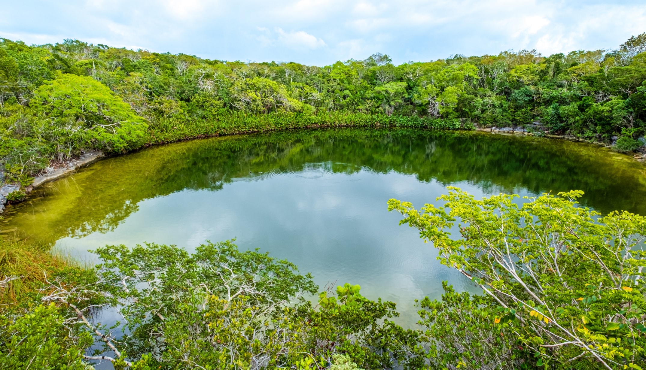 a pond surrounded by trees