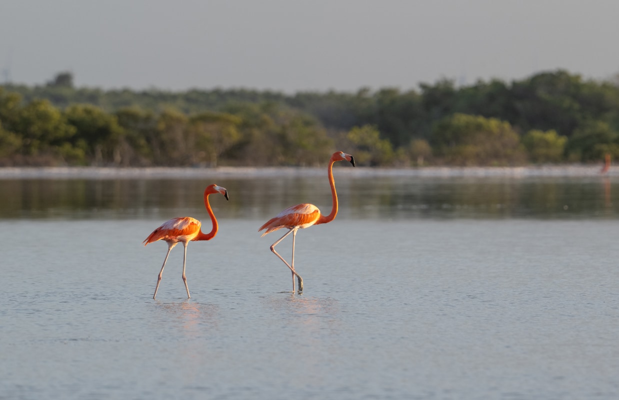 two flamingos standing in water