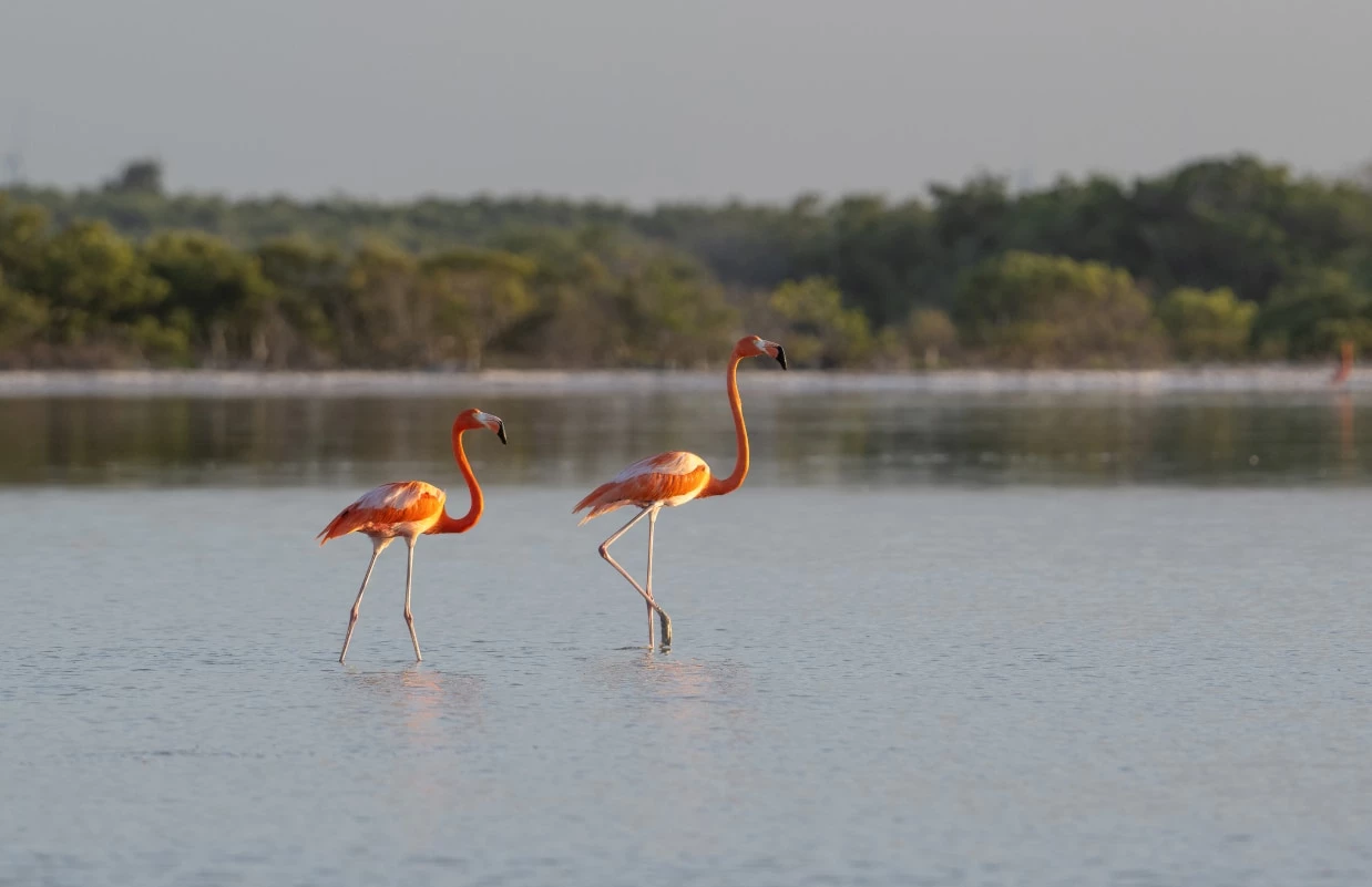 two flamingos standing in water