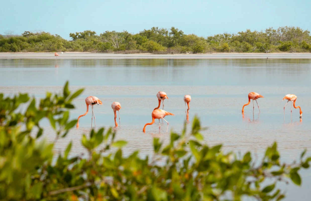 a group of flamingos in water