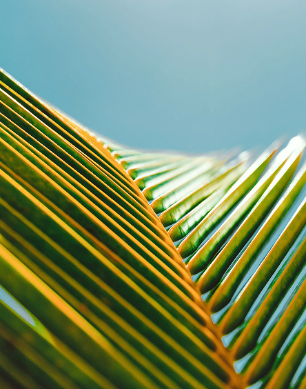 close up of a palm leaf