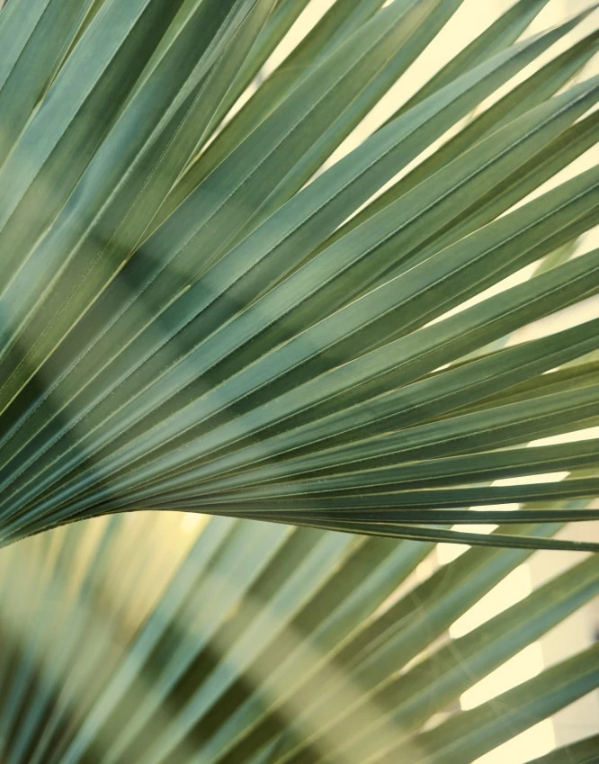 a close up of a palm leaf