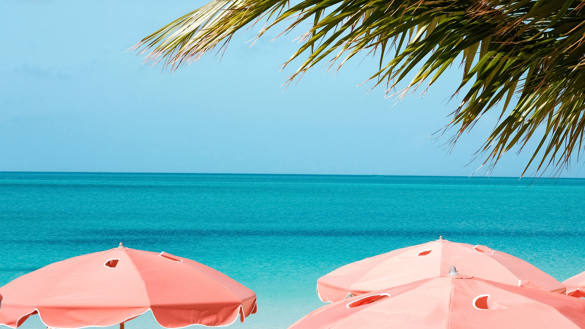 pink umbrellas on a beach