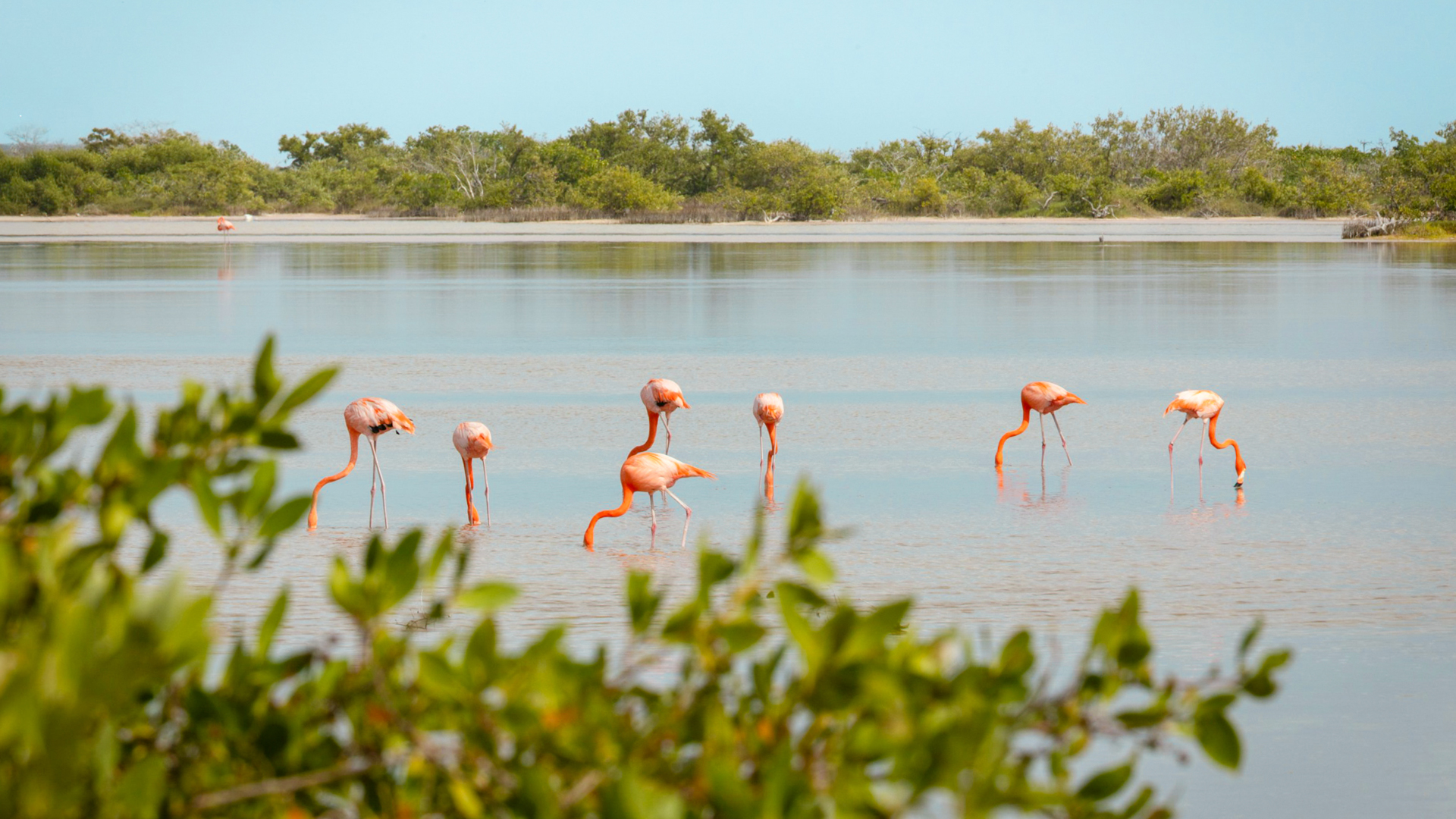 a group of flamingos in water