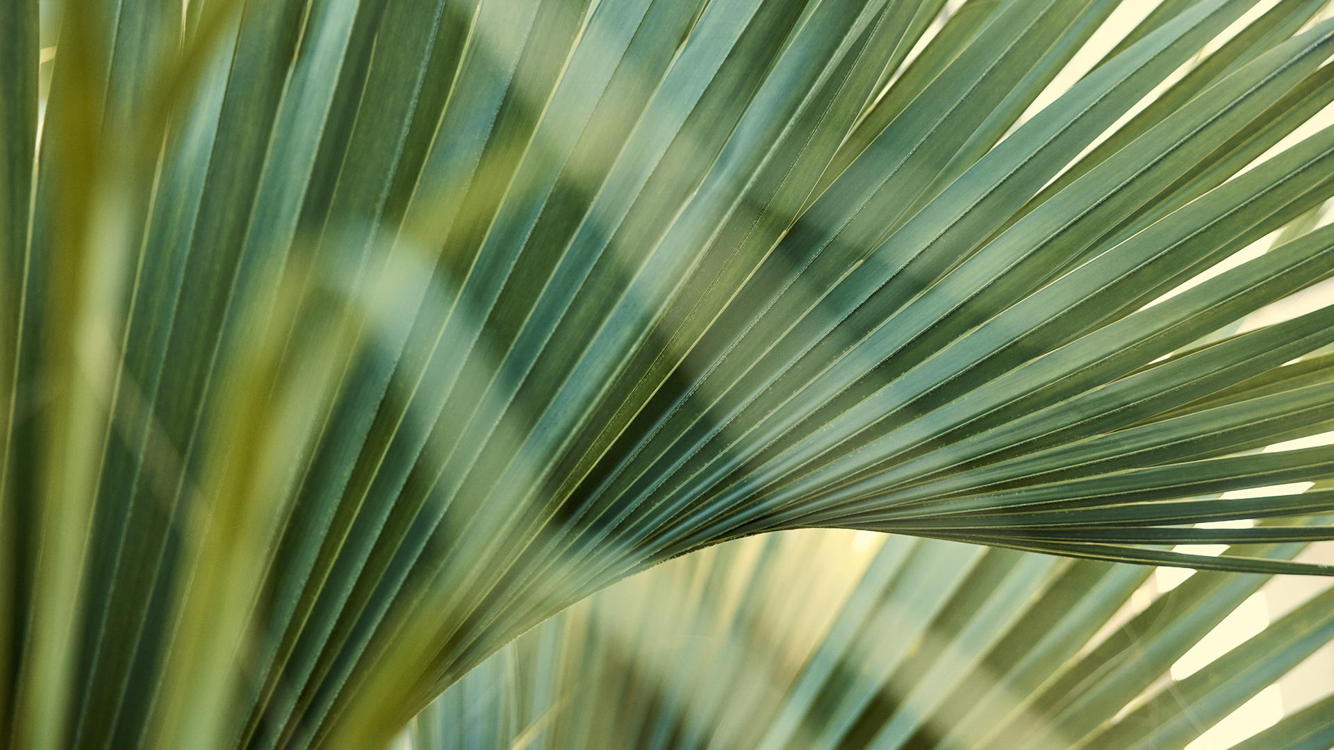close up of a palm leaf