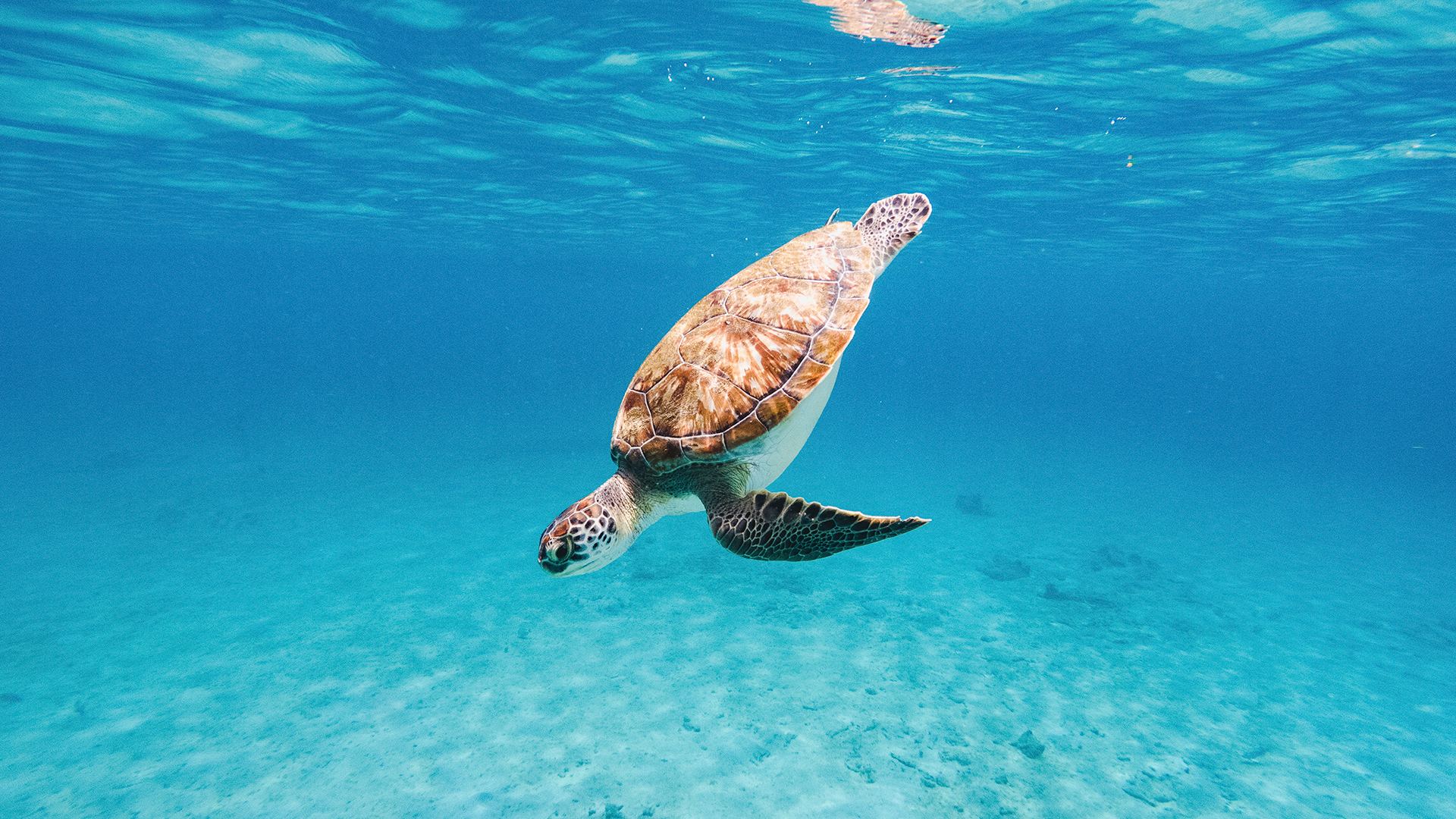 a turtle swimming in the water