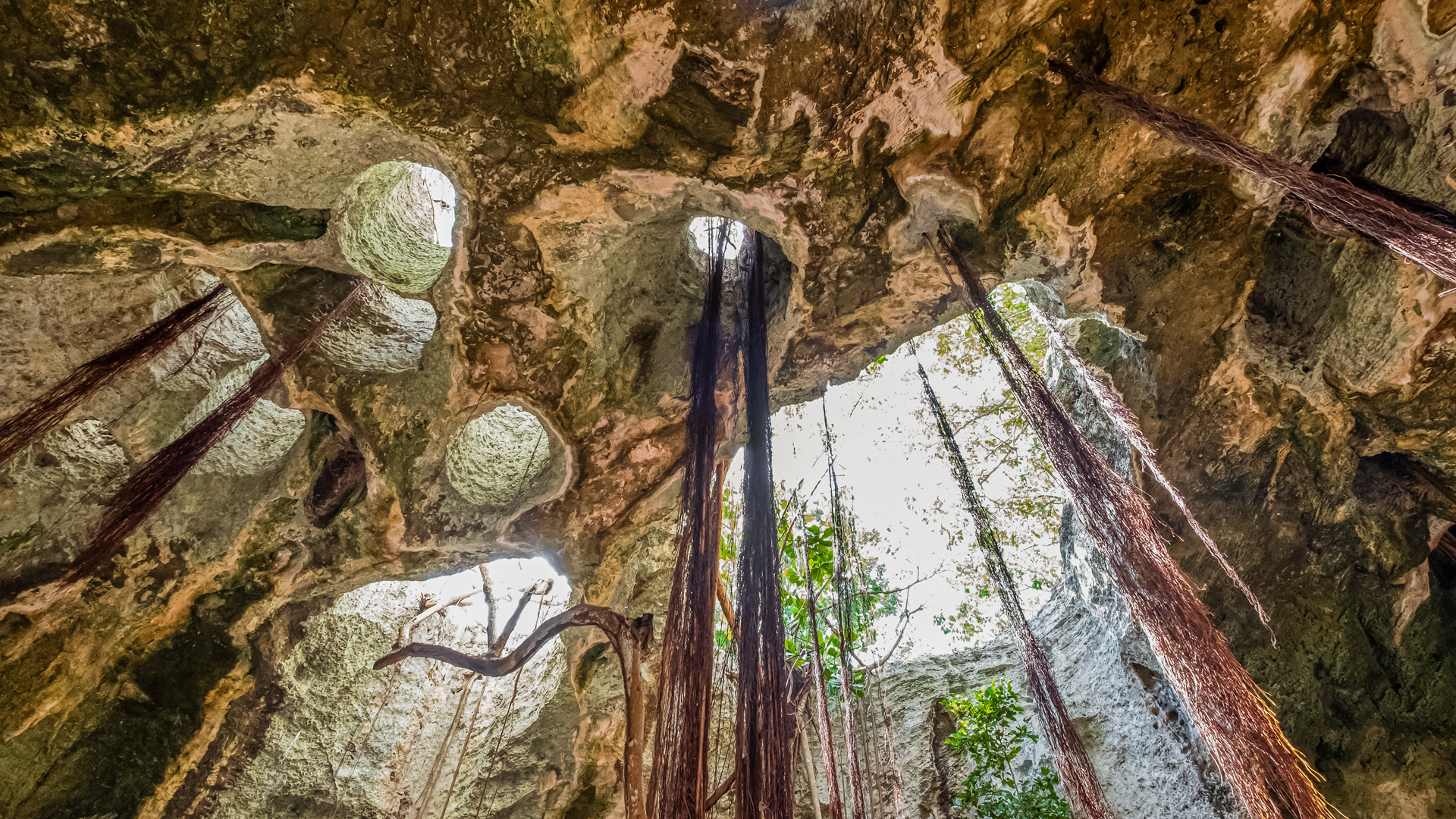 a cave with trees and vines