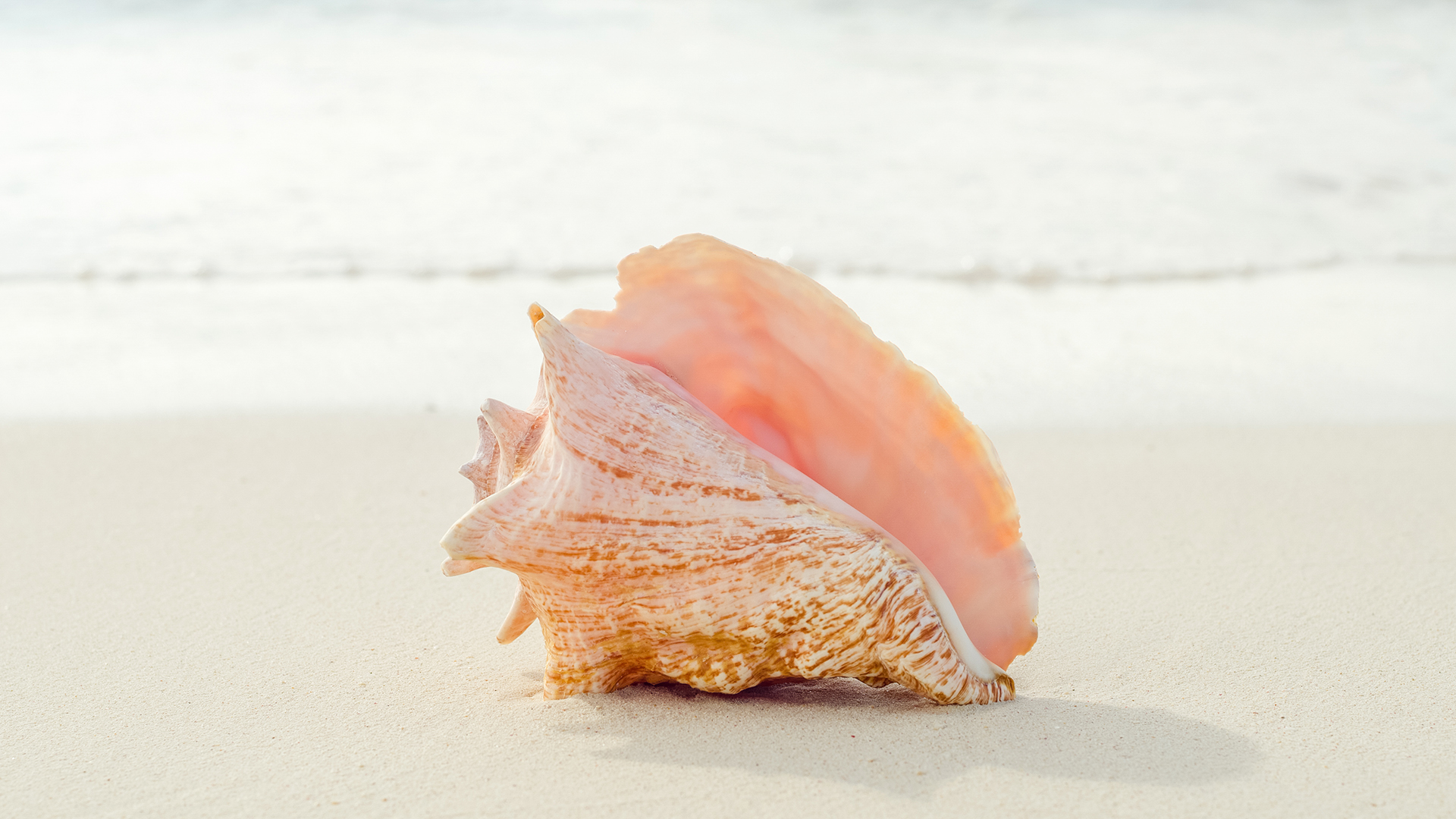 a seashell on the beach