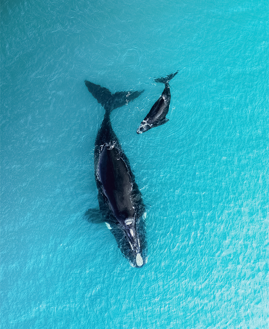 a whale and calf in the water