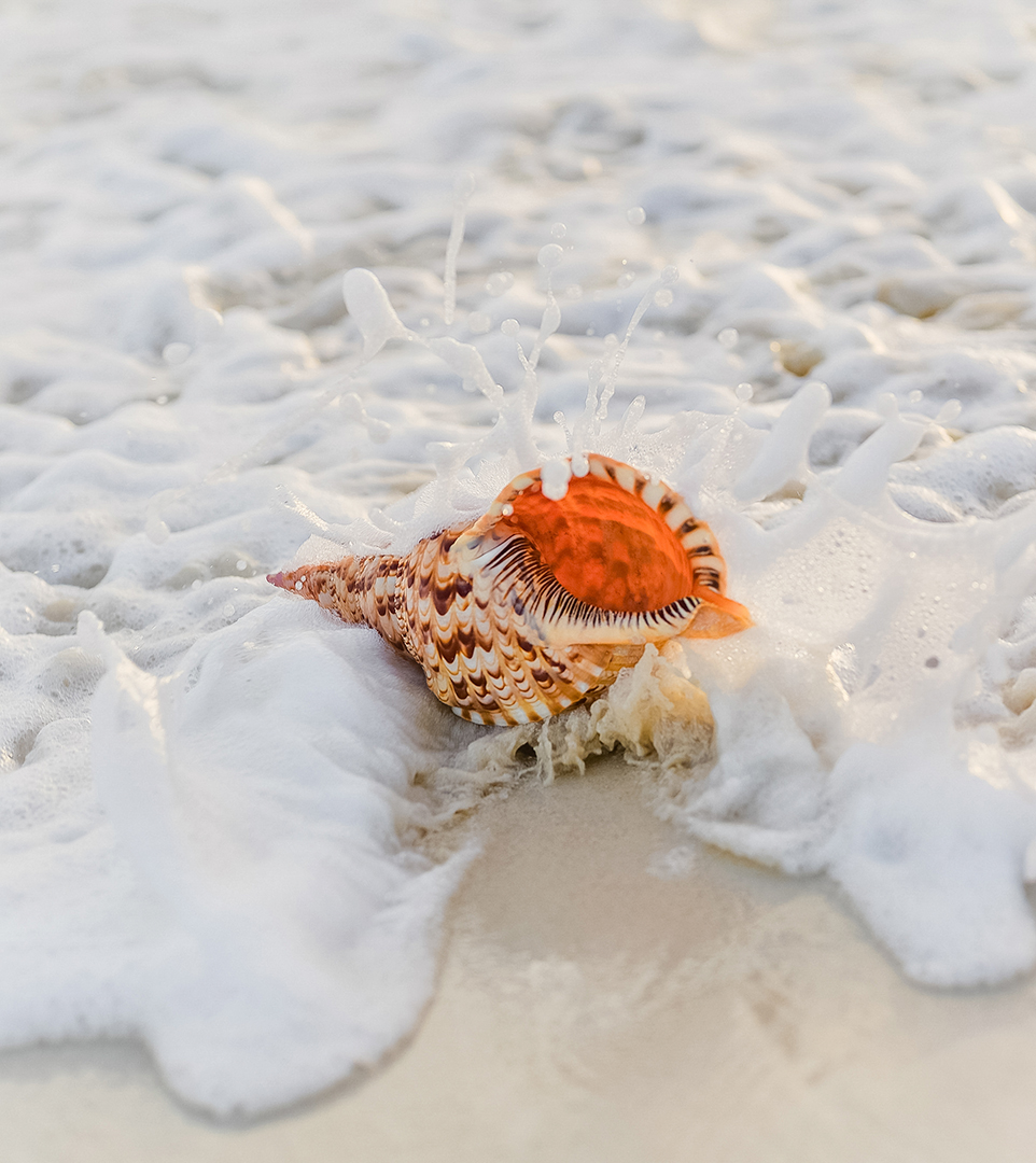 a sea shell on the beach