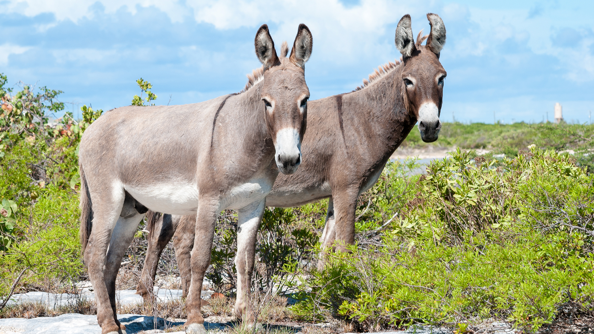 two donkeys standing in the bushes