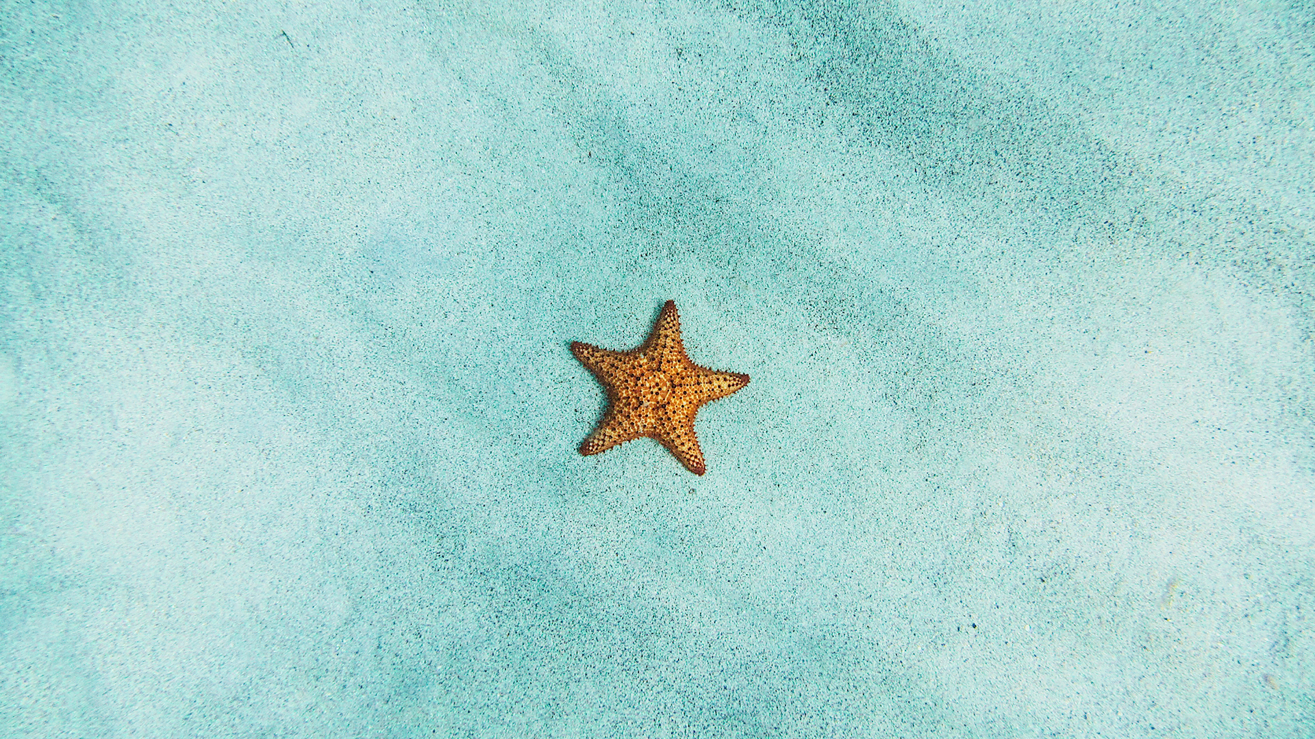 a starfish on a blue surface