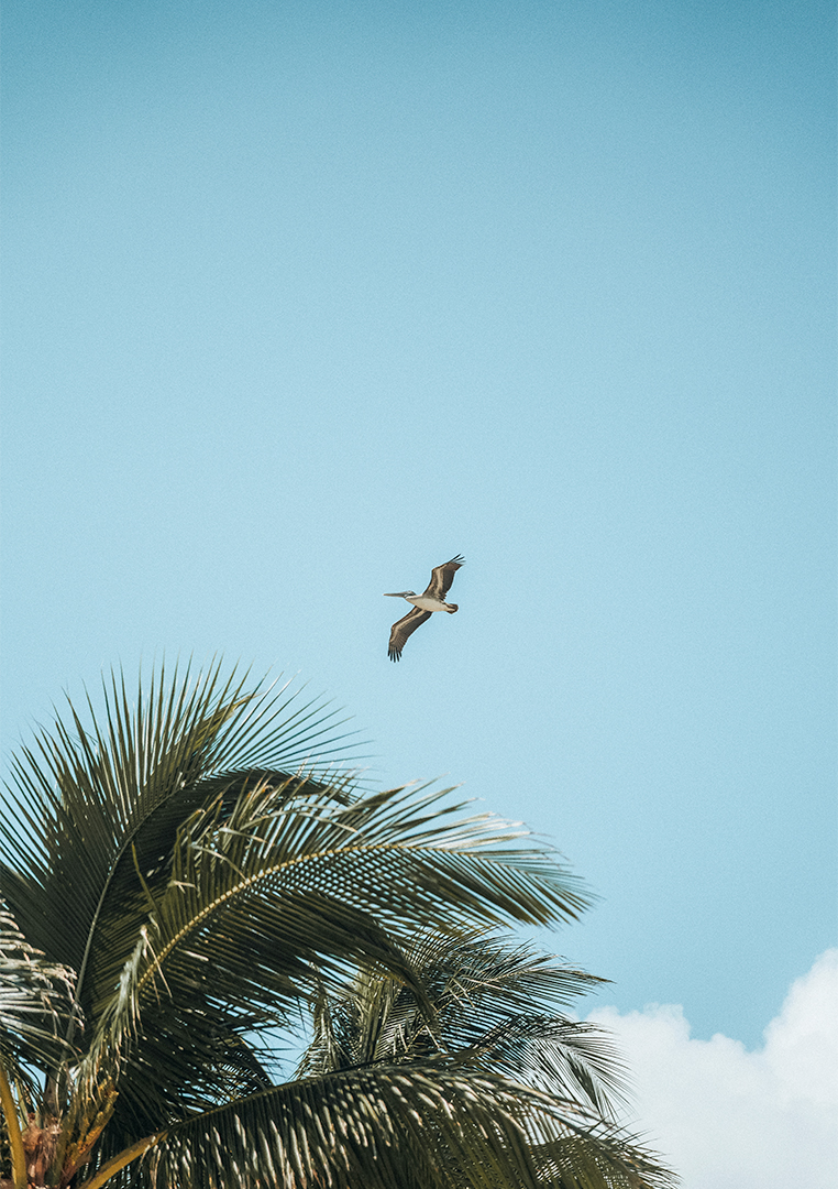 a bird flying over palm trees