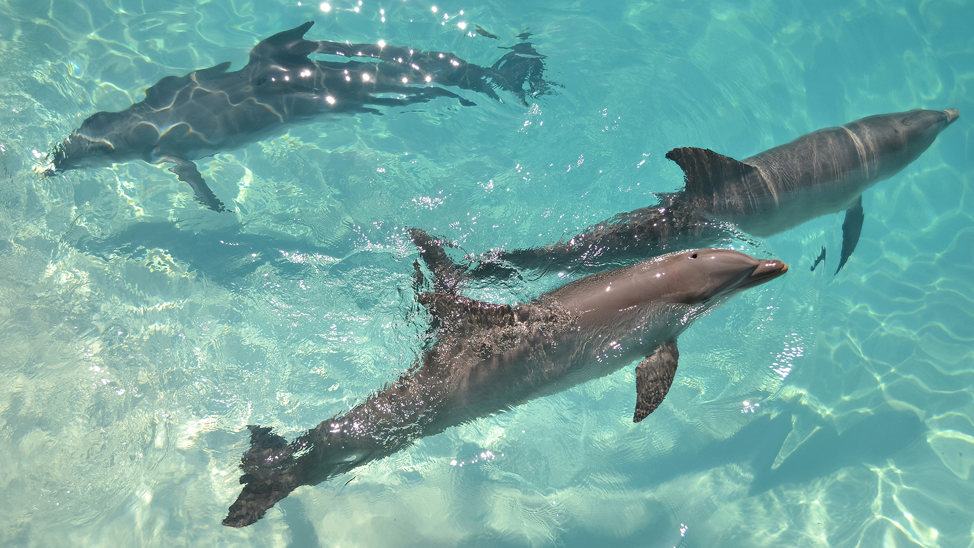a pair of dolphins swimming in clear water