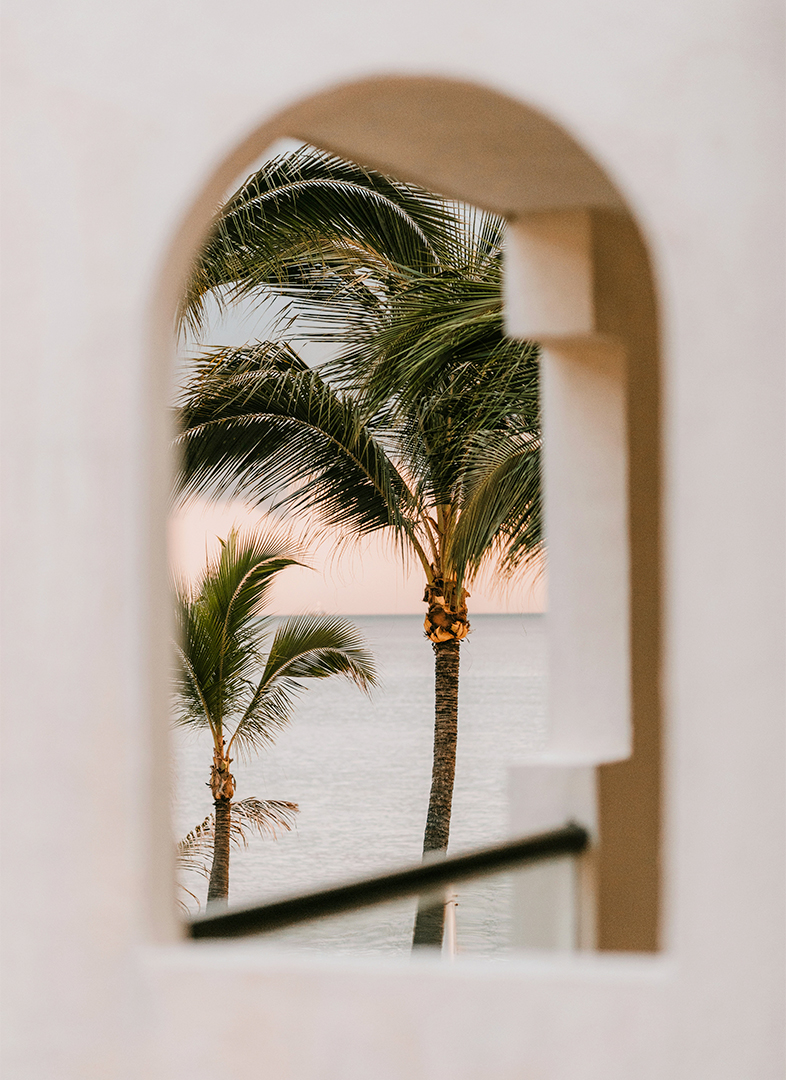 a palm trees seen through a window