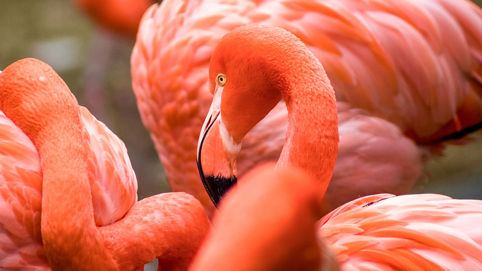a close up of a flamingo