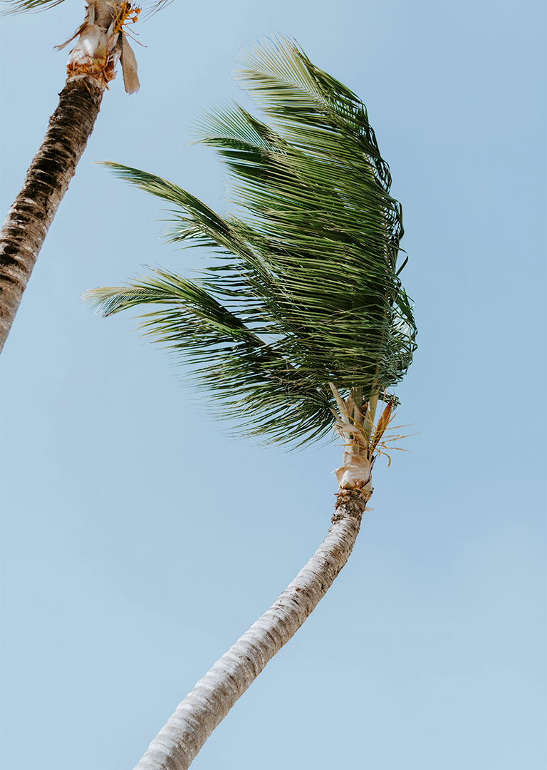 a palm tree with a wind blowing in the wind