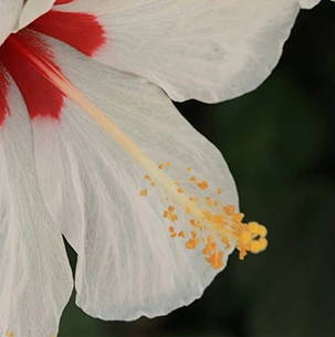 a close up of a white flower