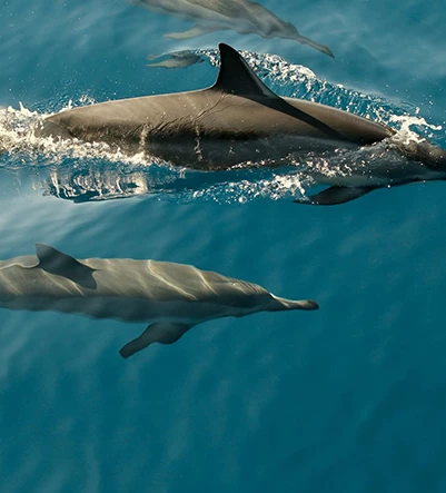 dolphins swimming in the water