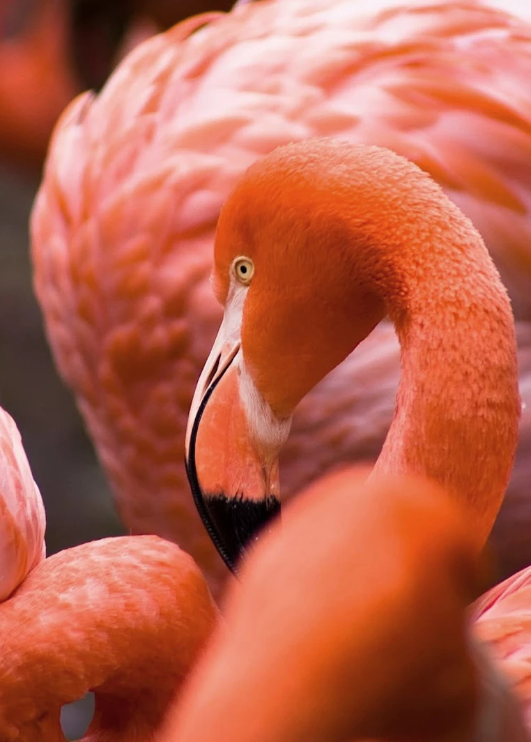 a close up of a flamingo