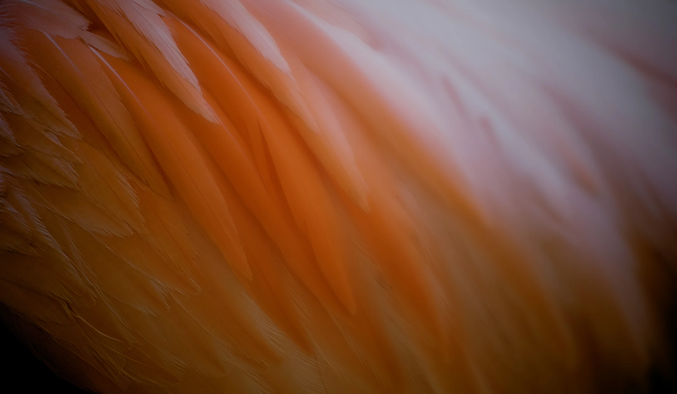 close up of a feathered bird