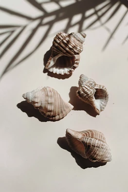 a group of shells on a white surface