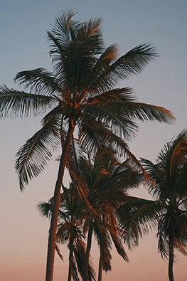 palm trees with a blue sky