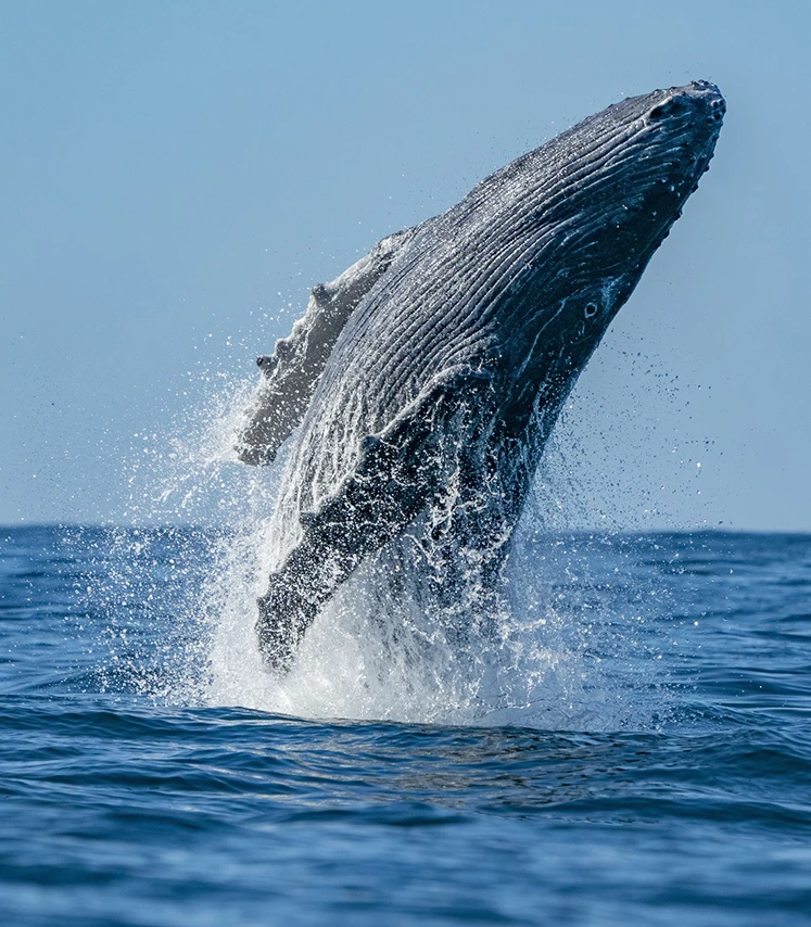 a whale jumping out of the water