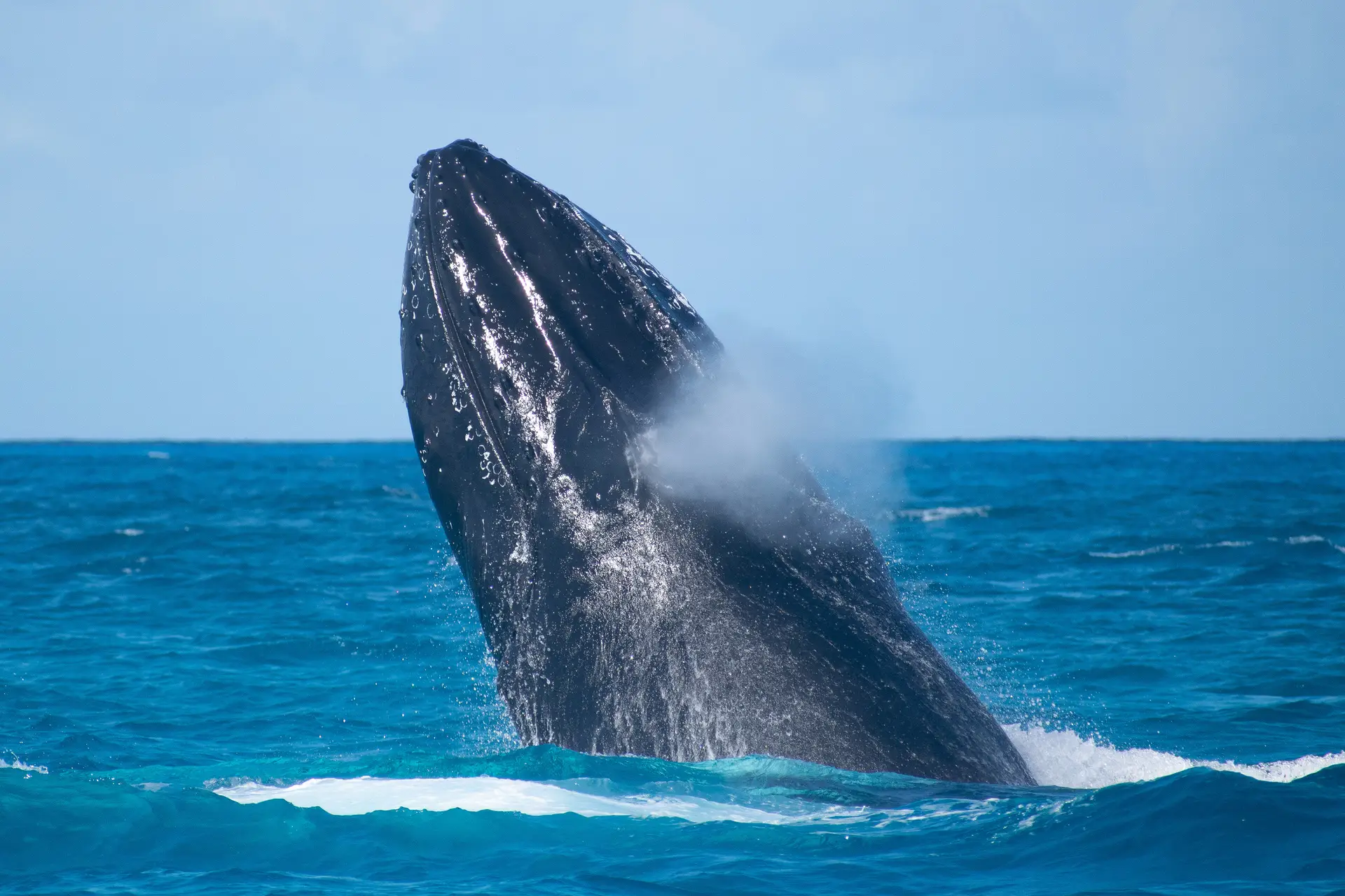 a whale jumping out of the water