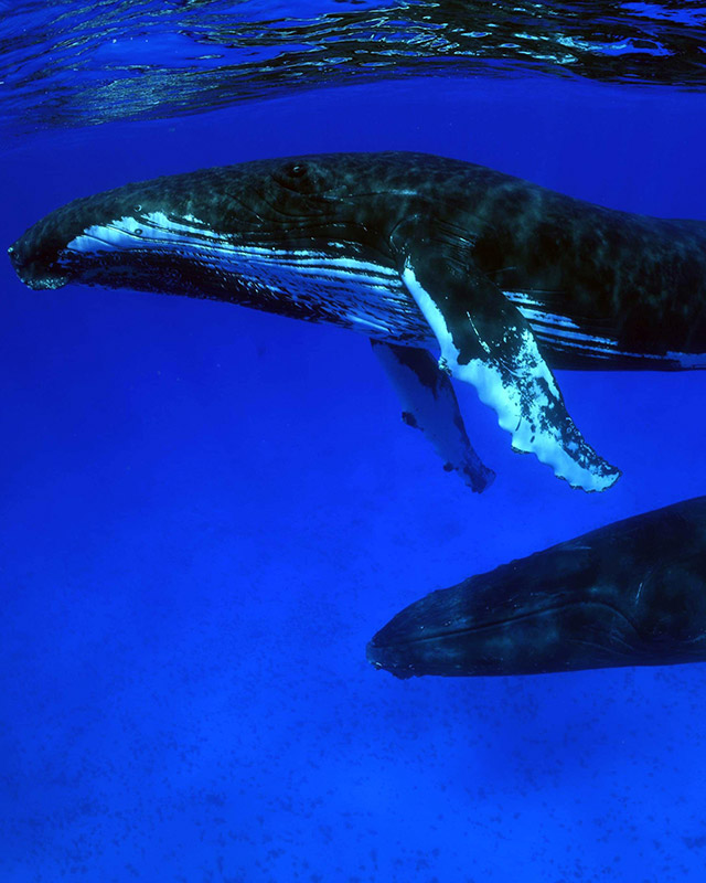 a whale swimming in the water