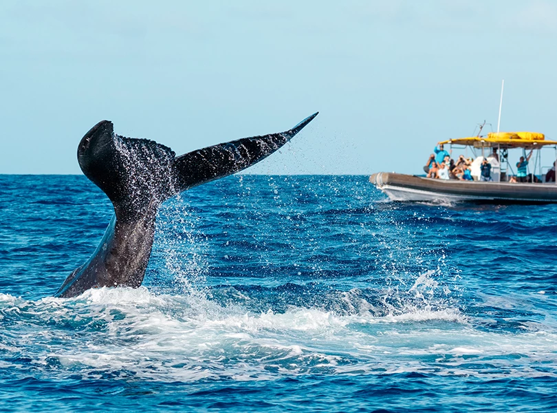a whale tail in the water